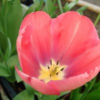 Tulipa Mystic van Eyck :: laana laadas