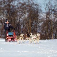 Впервые на нартах :: Андрей Качин