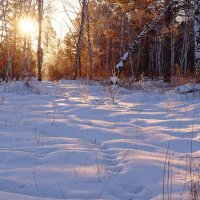 Утро в лесу :: Евгений Карский