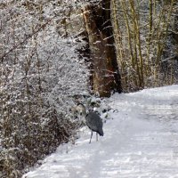 Из зимнего альбома... :: Sina 