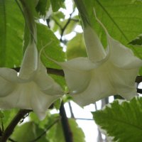 Бругмансия (Brugmansia) :: Елена Павлова (Смолова)