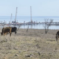 Про мост. :: Анатолий Щербак