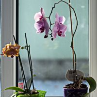 Орхидеи :: Валерий Лазарев