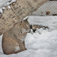 9784 :: Аркадий Лаптенко