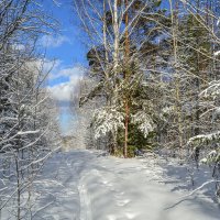 зелень первого тепла :: сергей 