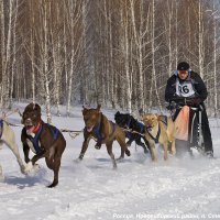 Хаски фест 2017. :: aWa 