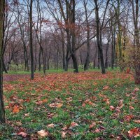 Осенний парк. :: Вахтанг Хантадзе