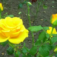 Желтые розы :: татьяна 