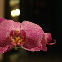 Orchideus :: Rijiy Svo