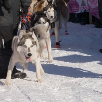 Все равны как на подбор... :: Аркадий Пазовский