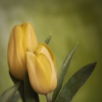 Желтые тюльпаны - предвесники весны... :: Лариса Н