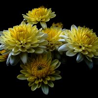 Хризантемы 3 по фото laana ladas :: Владимир Хатмулин