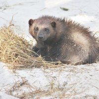 9963 :: Аркадий Лаптенко