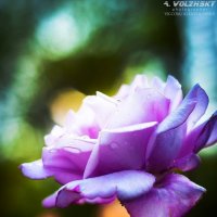 Роза в саду монастыря :: Олександр Волжский