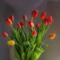 тюльпаны :: Женечка Зяленая