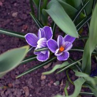 first flower :: Levon Minasyan