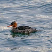 Common Merganser female; крохаль, самка (оз.Онтарио, Канада) :: Юрий Поляков