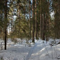 Дорожка в лесу. :: Галина .
