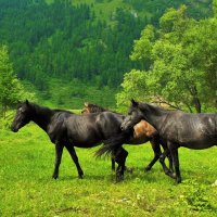 Вороные, гнедые, да караковые :: Сергей Чиняев 