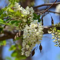 23.04.13 Робиния - ложная акация, Робиния обыкновенная (лат. Robinia pseudoacacia) :: Борис Ржевский