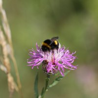 Пчелка :: Василич 