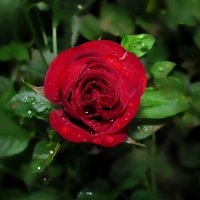 Роза в росе... :: Удивительное Рядом