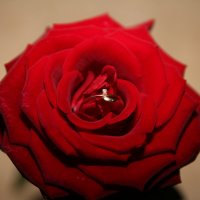 роза признания :: Альбина Еликова