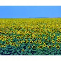 sunflowers. :: Энни Герей