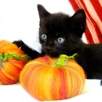 черный кот :: VikiMoy 