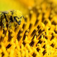 Пчела в пыльце :: Иван Сагиров