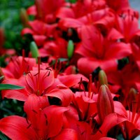 красные лилии :: Krista Kuznetsova
