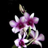 Орхидея :: nakip1 