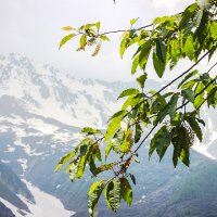 Гималаи. Долина Парвати. :: Мария Майданова