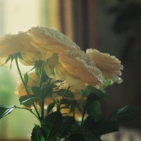 Розы... :: Anna 