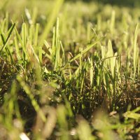 sunny grass :: Анастасия Краевская