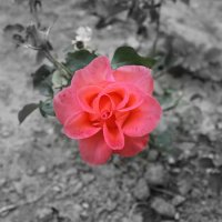 charming rose :: Анастасия Краевская