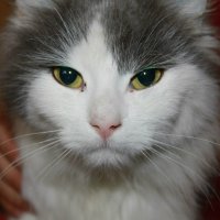Cat :: Анастасия Краевская