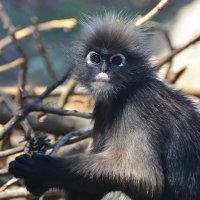 26.06.16 Очковый тонкотел (Trachypithecus obscurus) :: Борис Ржевский