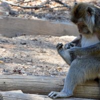 26.06.13 Макака-крабоед (лат. Macaca fascicularis)  Пора подстричь ногти! :: Борис Ржевский