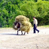 тяжелая ноша :: Анна Шваб