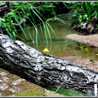 НЕ НАШЛОСЬ МЕСТА НА ЗЕМЛЕ :: ЛЮБОВЬ ВОЛГИНА