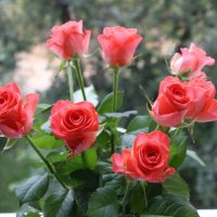 розы.. :: Надежда Шемякина