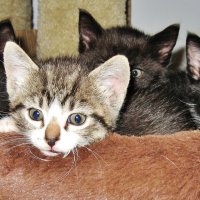kittens :: VikiMoy 