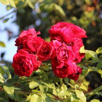 Розы :: Wertraun 