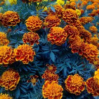 Бархатцы (Tagetes) :: Наталия Павлова