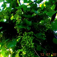 виноград :: ирина 