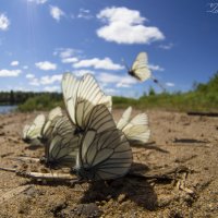 Бабочки :: Евгений Задирака