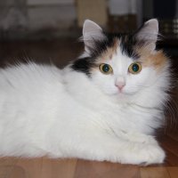 Кошка :: Оля Кузнецова