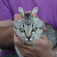 Кошка-кролик :: Мария Макарова