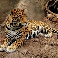 Леопард. Зоологический парк Мехико. :: Наталья Портийо